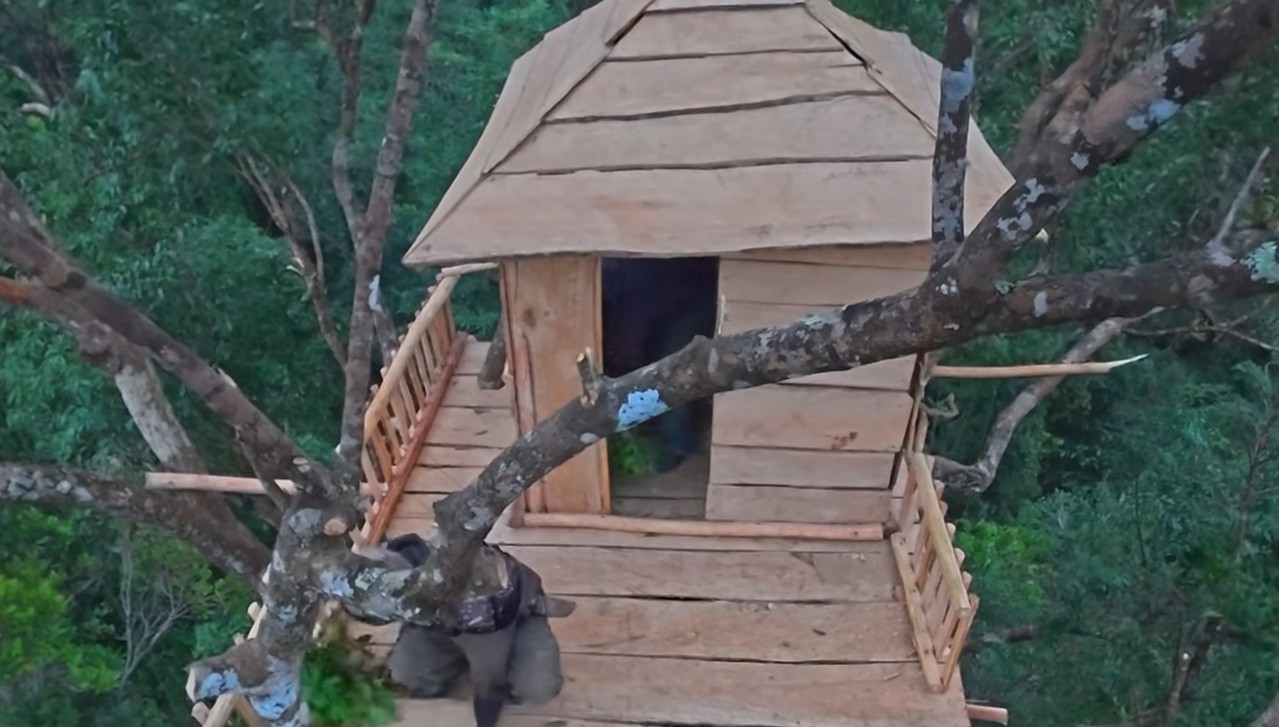 Um homem constrói uma casa no topo de uma árvore e deixa internautas impressionados