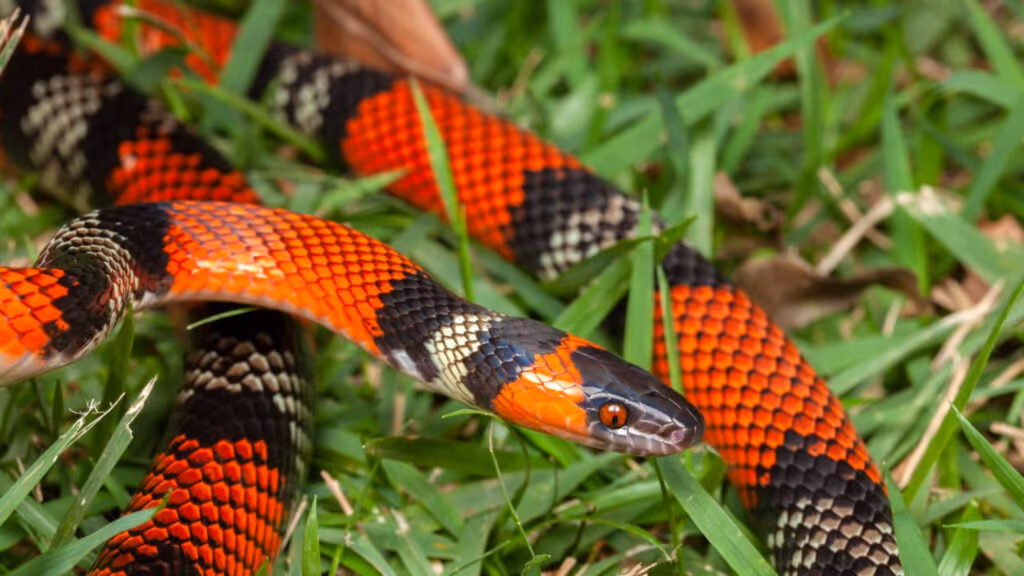 7 plantas que afastam cobras do quintal e ajudam a proteger sua casa naturalmente