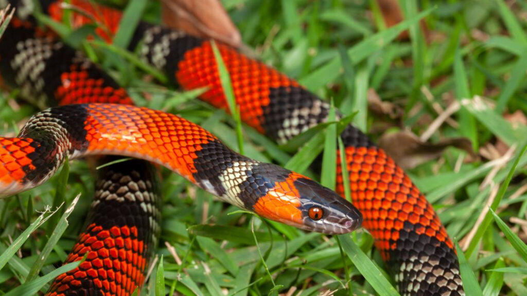 7 plantas que afastam cobras do quintal e ajudam a proteger sua casa naturalmente