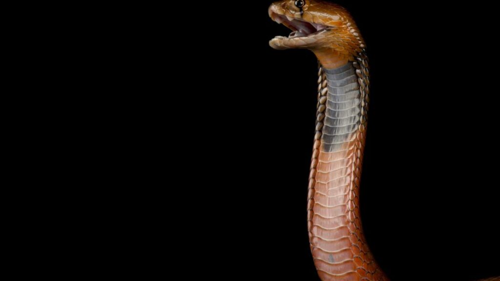 Cobras "aprenderam" a cuspir veneno por nossa causa?
