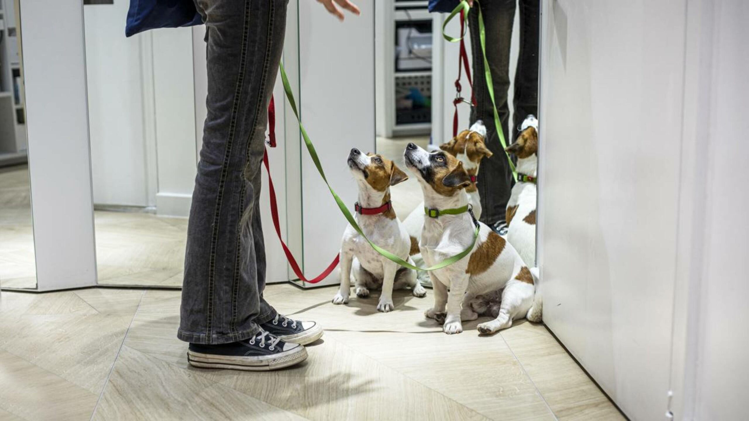 Em 10 minutos você pode ensinar esses 3 comandos ao seu cachorro da maneira mais simples