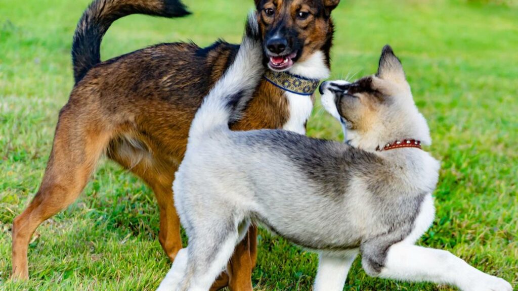 Em 10 minutos você pode ensinar esses 3 comandos ao seu cachorro da maneira mais simples