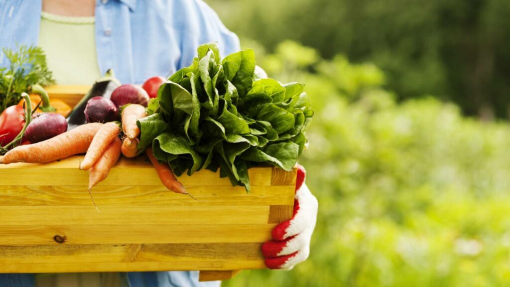 Holanda promete matar a fome de comida fresca nas cidades com invenção surpreendente