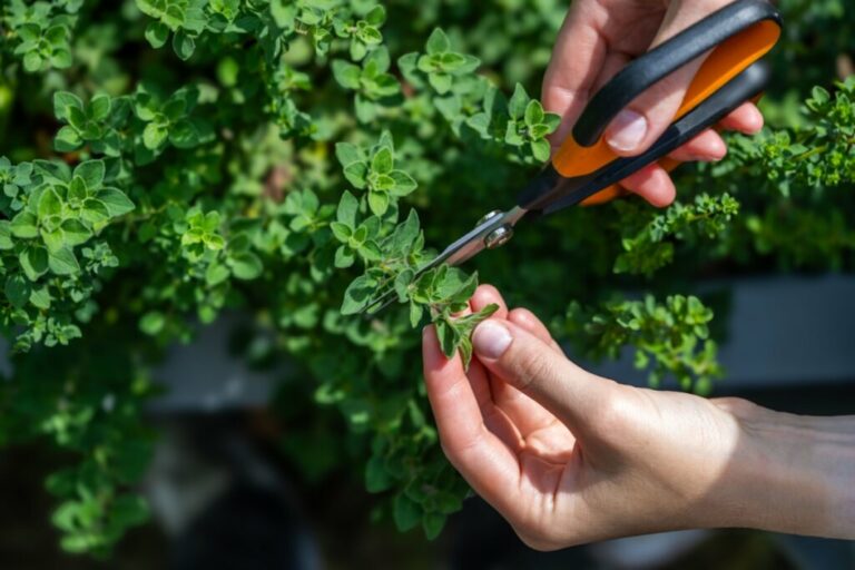 Orégano: benefícios da erva aromática e dicas para cultivar em casa