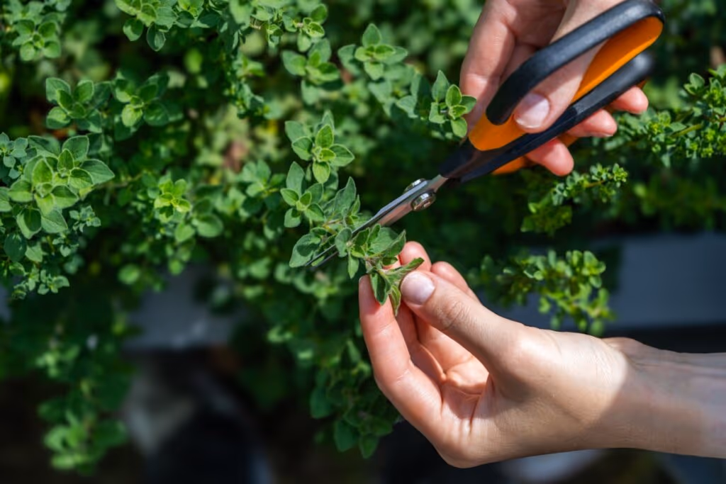 Orégano: benefícios da erva aromática e dicas para cultivar em casa