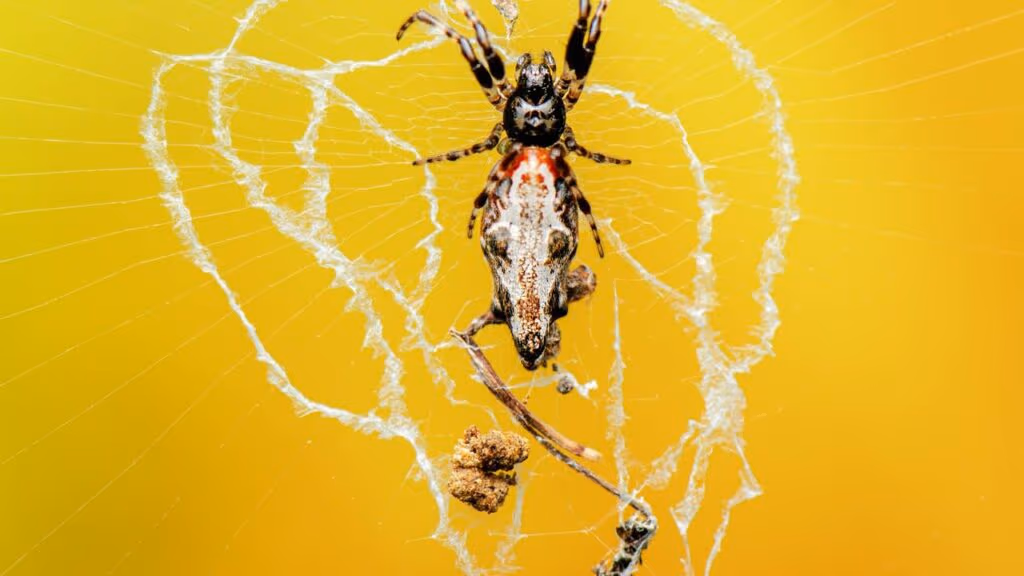 Aranha “fantasma” que constrói seu próprio cadáver para enganar predadores