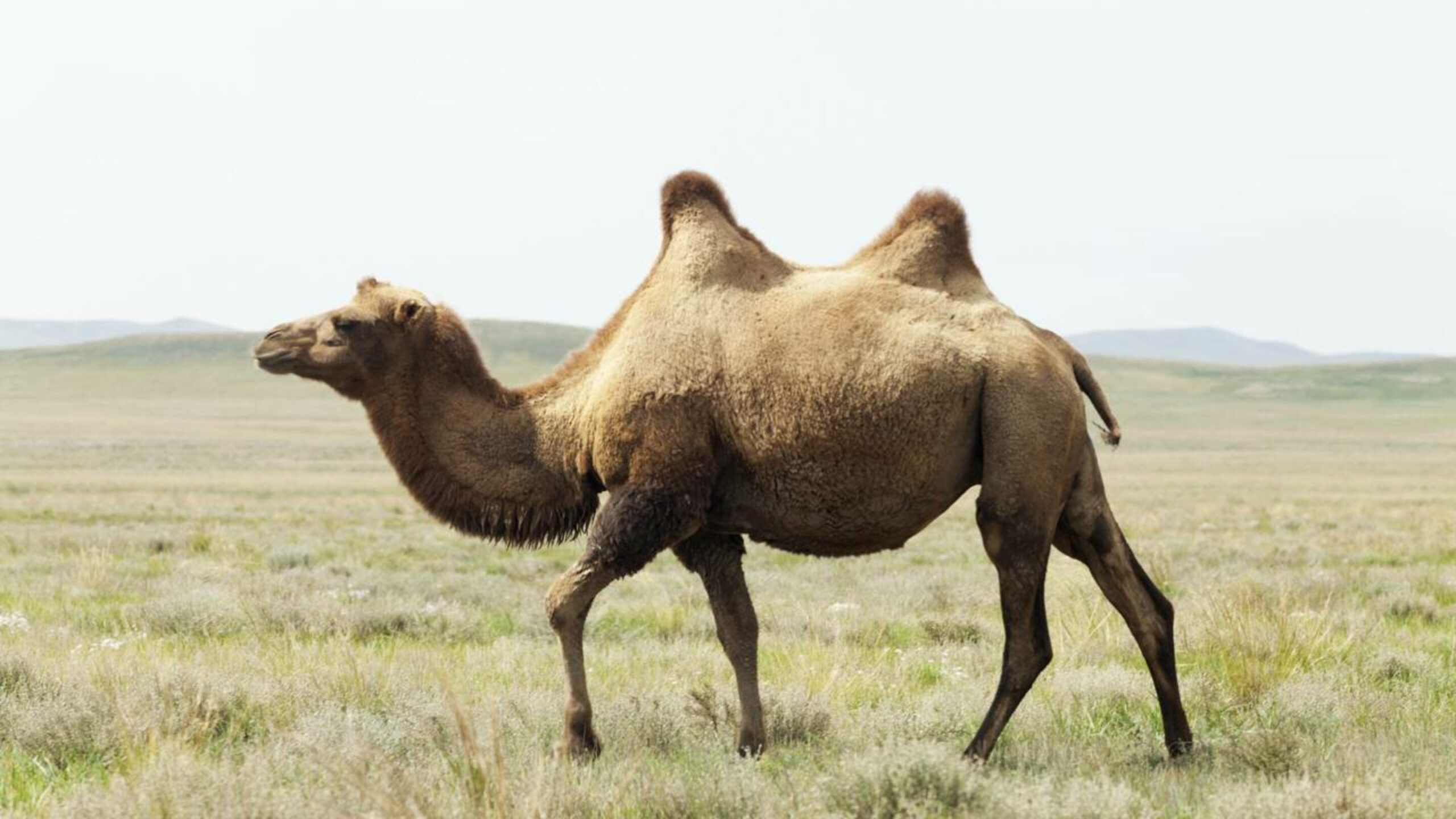 China transformou um “Mar de Morte” em um sumidouro de carbono