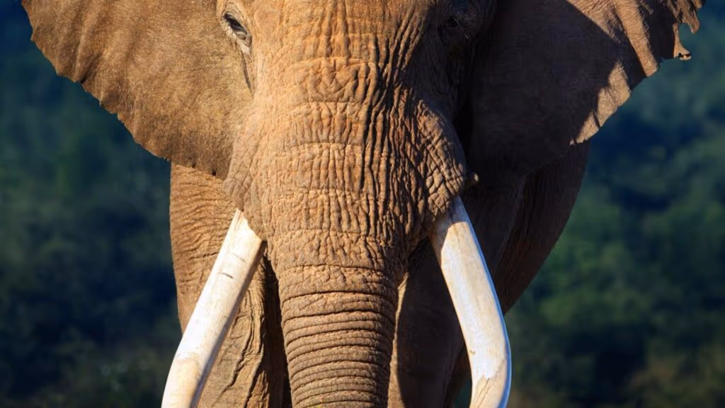 O bigode do elefante tem uma função que você não pode imaginar