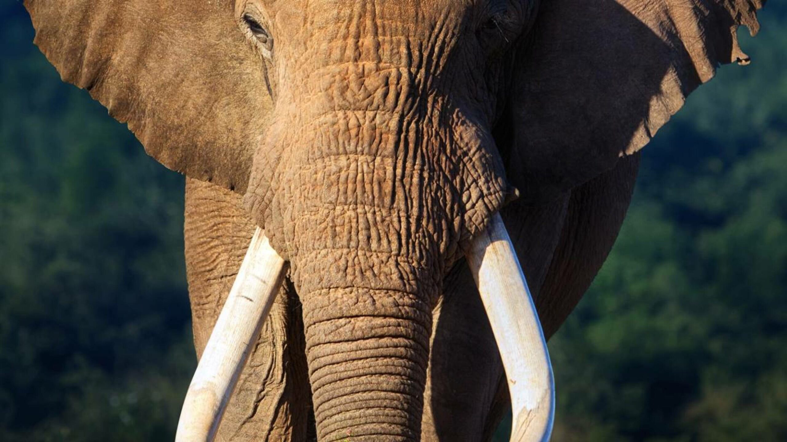 O bigode do elefante tem uma função que você não pode imaginar