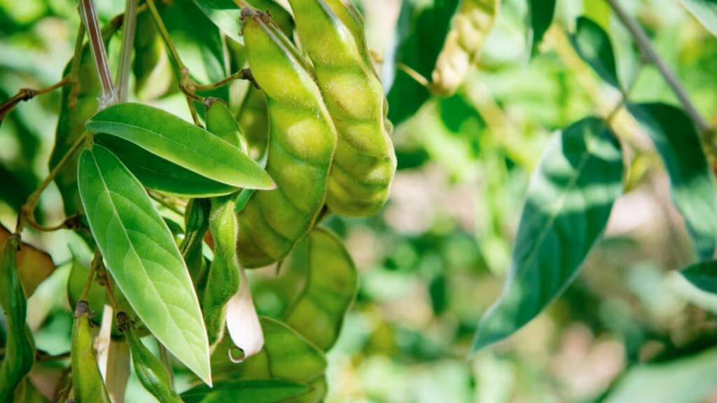 Essa planta tem mais proteína que carne e cresce sozinha por 20 anos