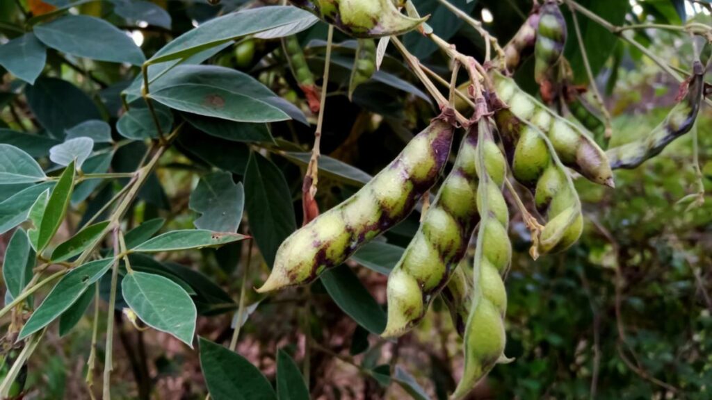 Essa planta tem mais proteína que carne e cresce sozinha por 20 anos