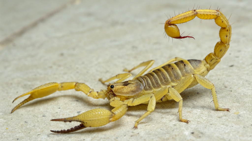 A forma mais simples de saber se o escorpião amarelo está perto da sua casa