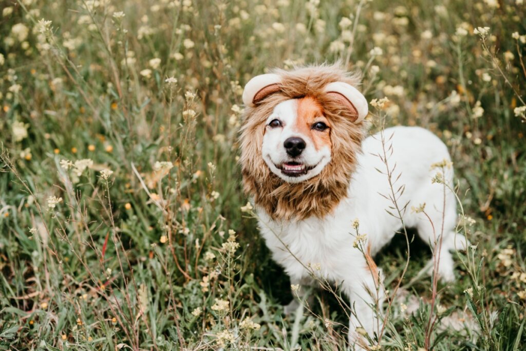 7 ideias de fantasia de Carnaval para cachorro 