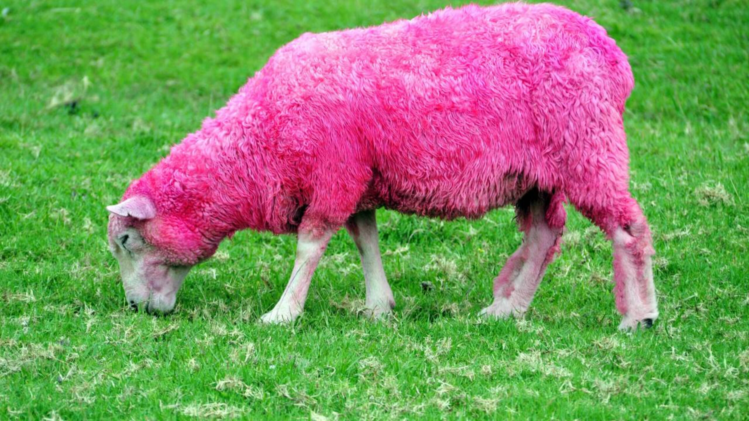 10 fazendas mais estranhas do planeta que desafiam tudo o que conhecemos sobre produção