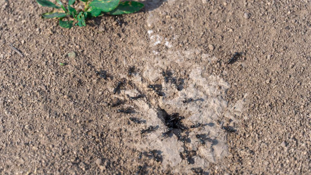 Como eliminar formigas da casa de uma vez com um método simples que funciona logo na primeira aplicação