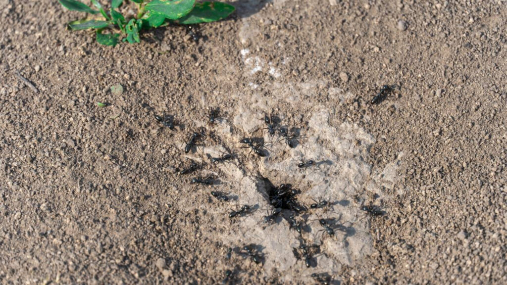 Como eliminar formigas da casa de uma vez com um método simples que funciona logo na primeira aplicação