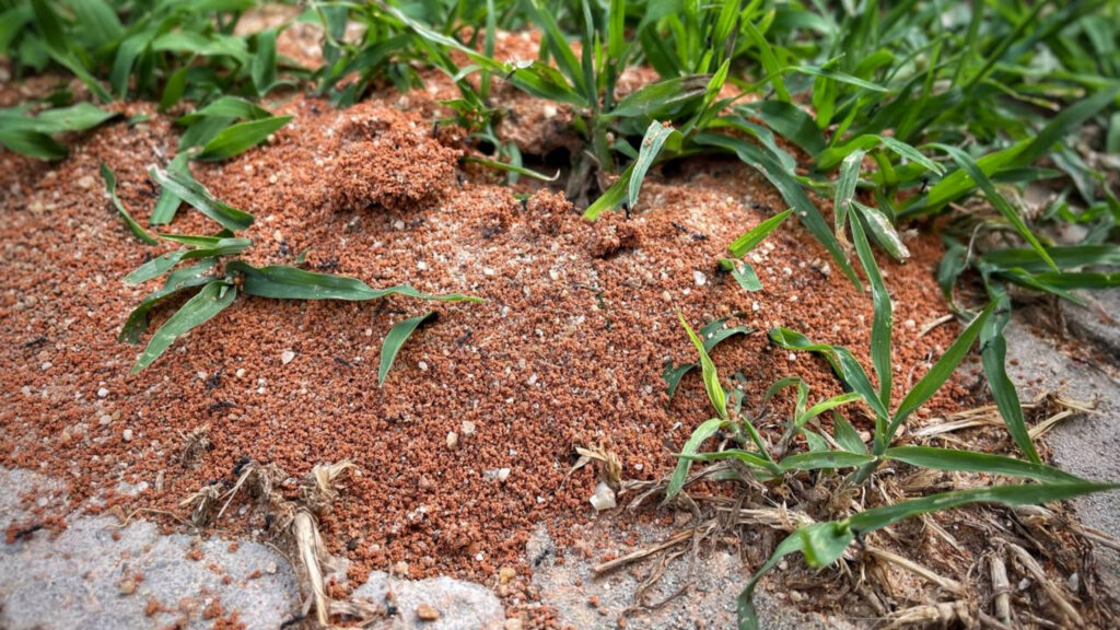 Como eliminar formigas da casa de uma vez com um método simples que funciona logo na primeira aplicação