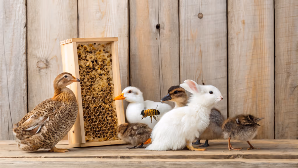 Esses 4 animais rendem mais dinheiro do que qualquer galinha