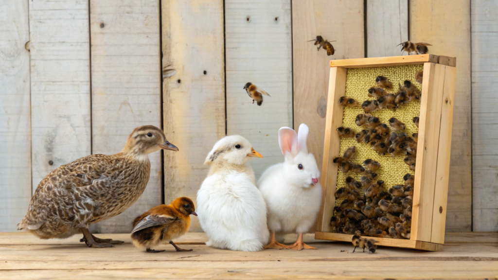 Esses 4 animais rendem mais dinheiro do que qualquer galinha