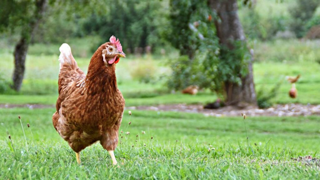 Criar galinhas no quintal de casa dá processo?