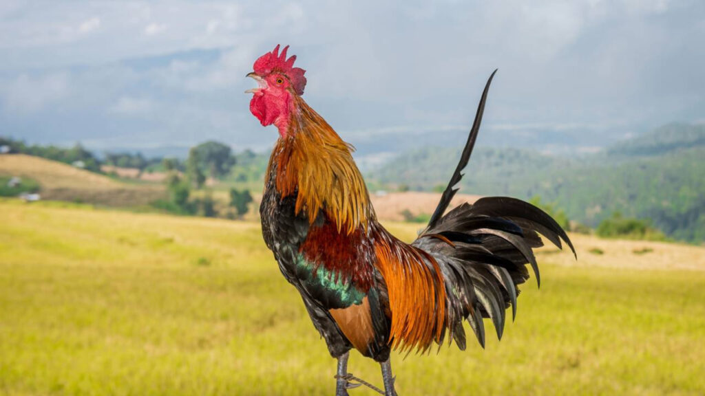 Por que o galo canta de madrugada e o que esse comportamento revela sobre instinto, território e sobrevivência