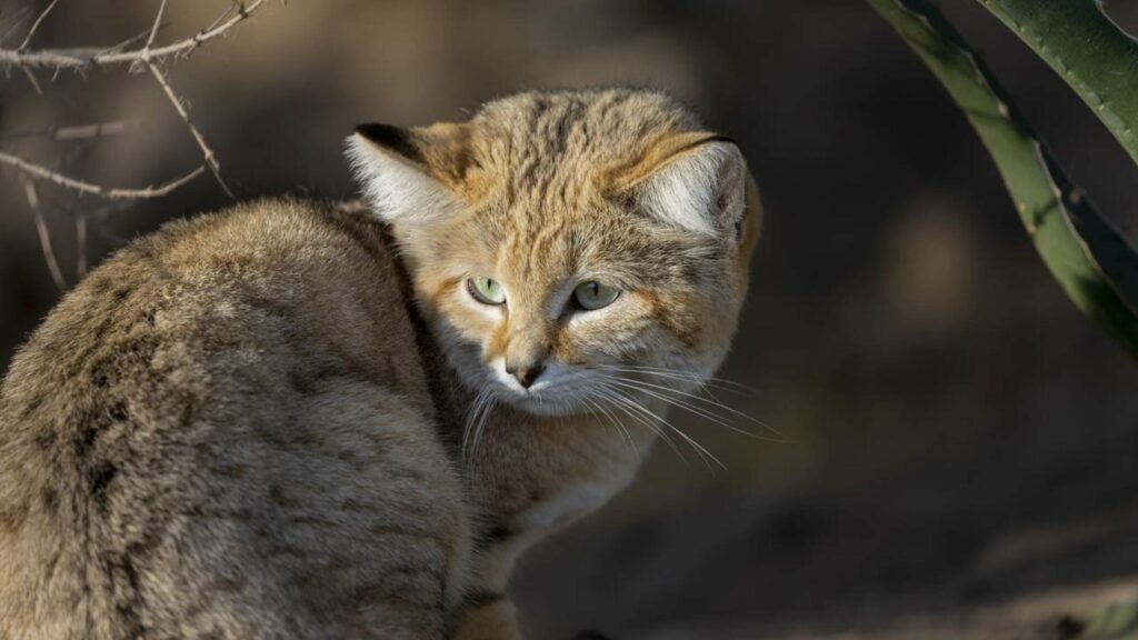 Animal dourado rato é registrado em floresta na Tailândia