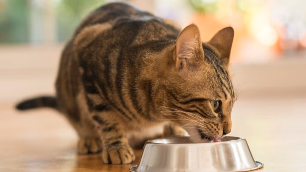 Rações premium escondem ingrediente que causa falência renal precoce em gatos