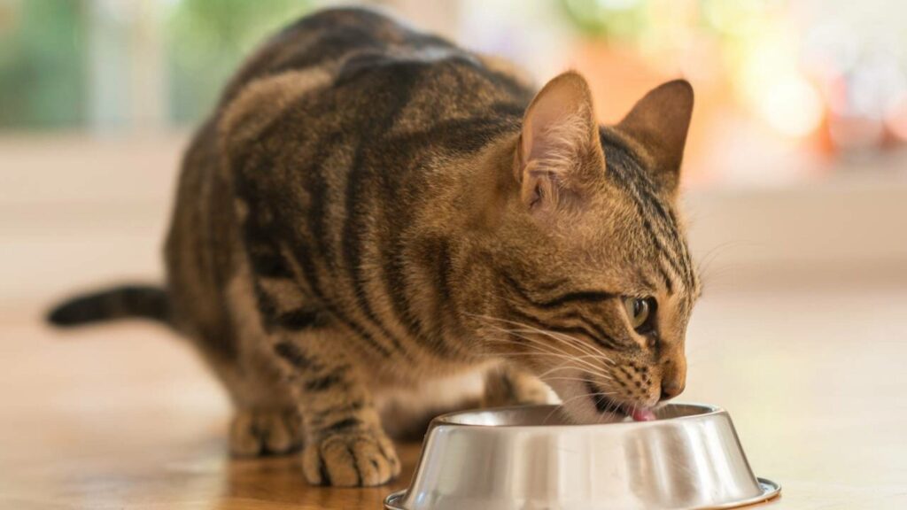 Rações premium escondem ingrediente que causa falência renal precoce em gatos