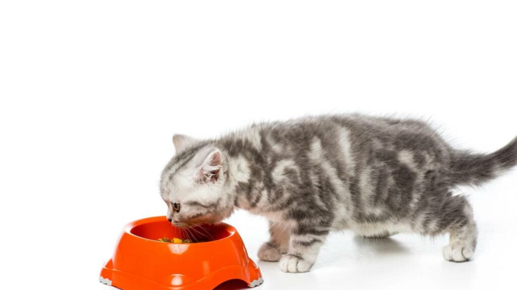 Rações premium escondem ingrediente que causa falência renal precoce em gatos