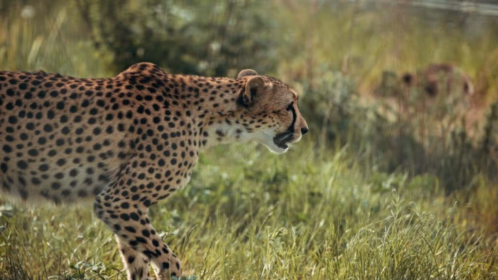 Esqueça o guepardo, o “animal mais rápido do mundo” é um inseto minúsculo