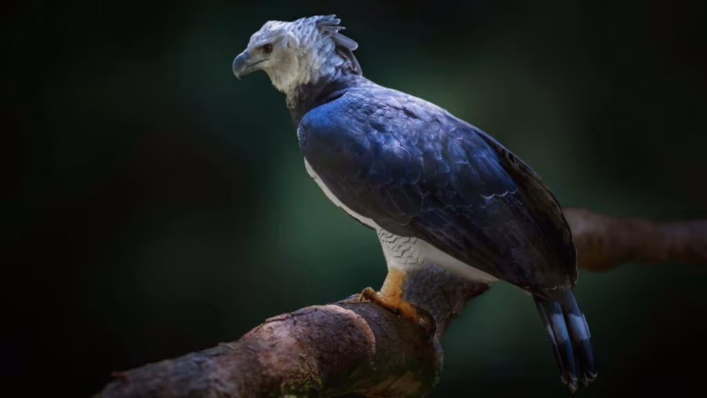 A águia gigante brasileira que impressiona pelas garras, força e caça nas copas das árvores