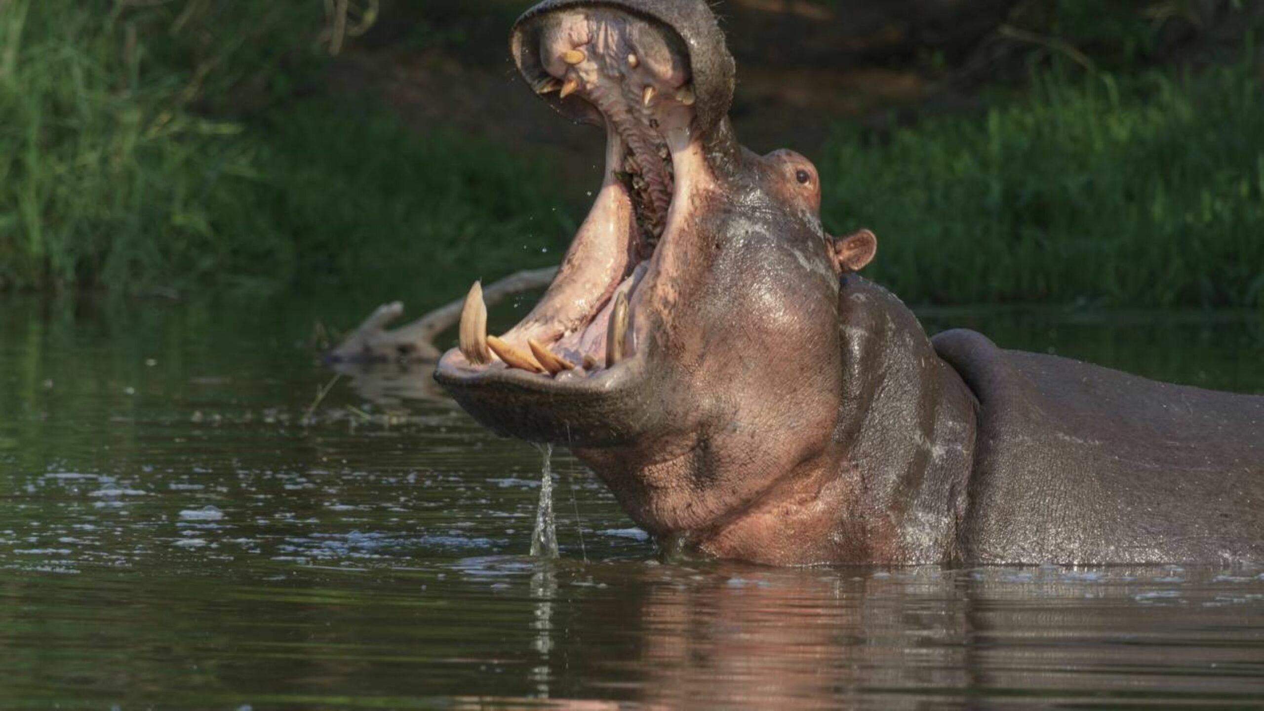 Esse herbívoro gigante mata mais humanos que leões e tem uma mordida poderosa