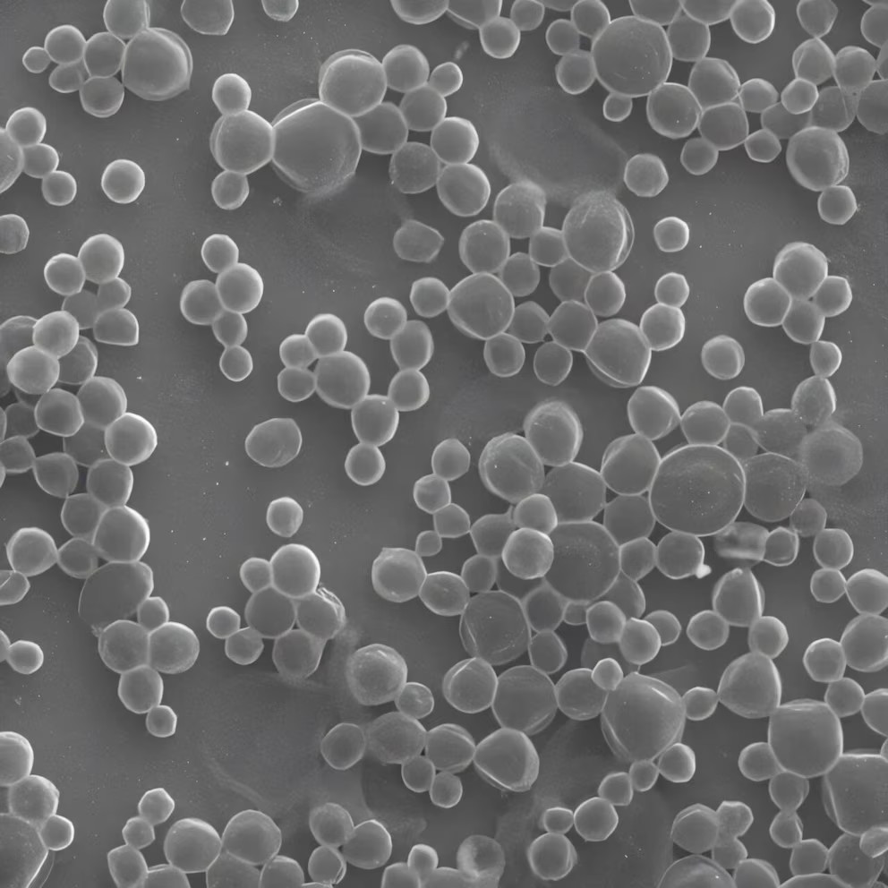Em testes, as microbolhas tiveram sucesso ao levar medicações ao câncer de camundongos testados - Gao Lab/Caltech