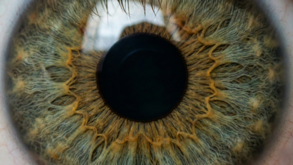 Se uma imagem permanece no mesmo ponto da retina, o cérebro o ignora