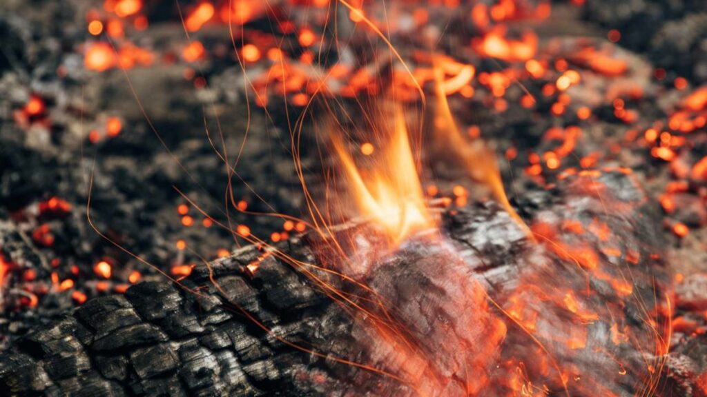 O besouro-de-fogo "detecta incêndios" para sobreviver