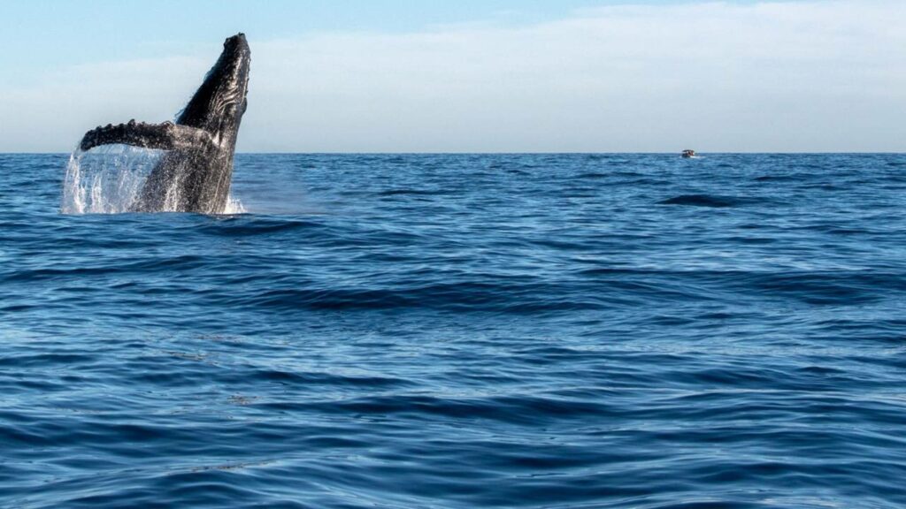 O que as canções das jubartes revelam sobre sexo, sobrevivência e o futuro dos oceanos”