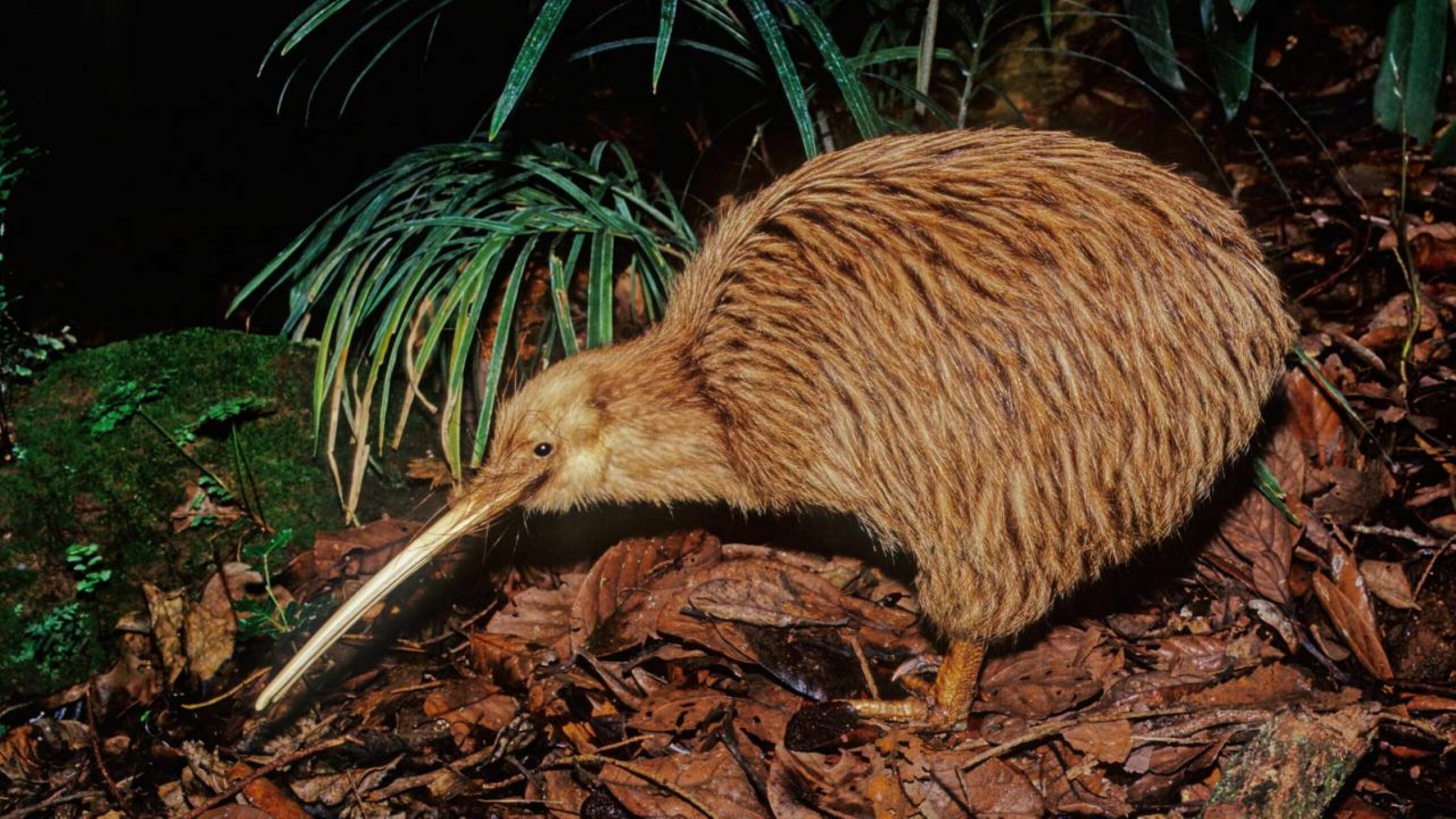 Uma câmera flagrou um dos pássaros mais raros do país