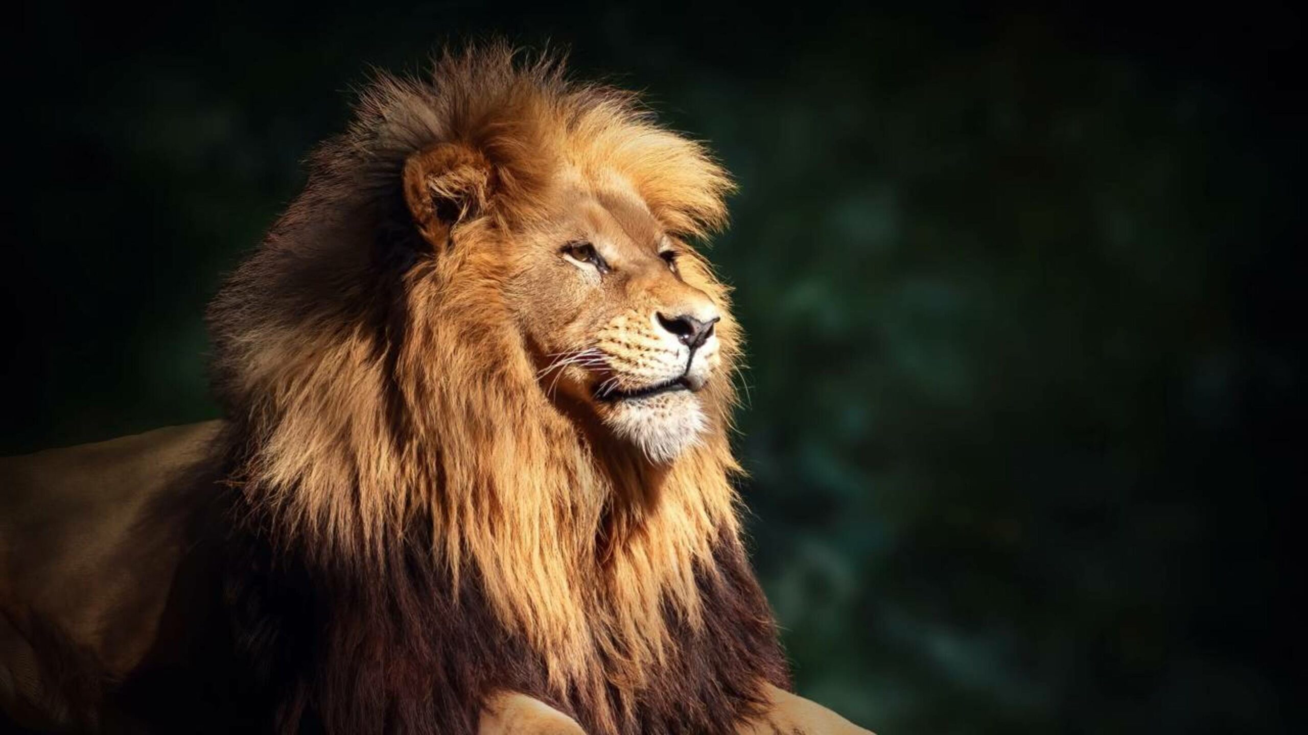 Por que leões têm juba? A explicação que pouca gente conhece