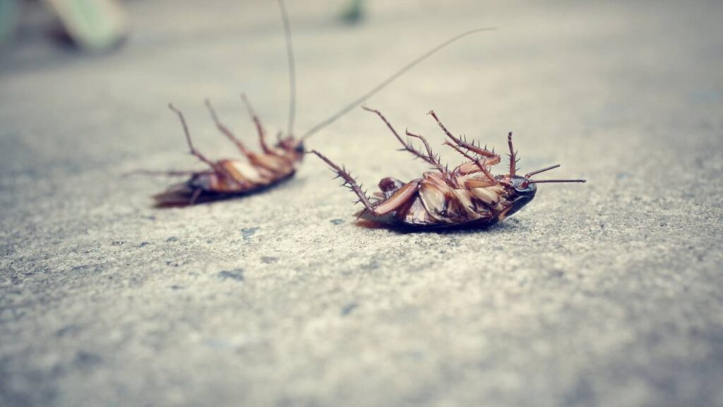 Faça isso e veja formigas, baratas, muriçocas e outros insetos sumirem por muito tempo