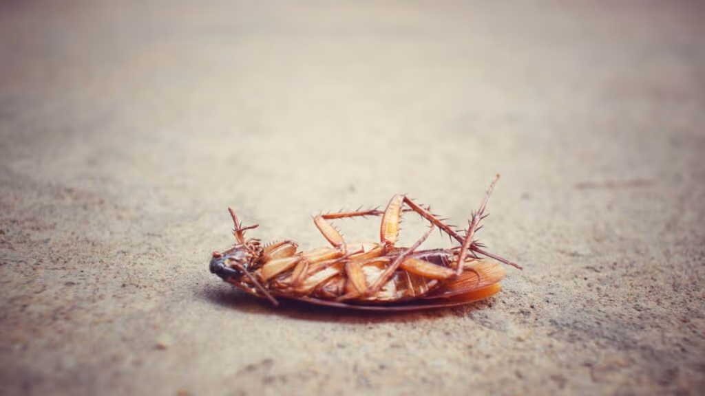Faça isso e veja como acabar com formigas, baratas, muriçocas e outros insetos sumirem por muito tempo