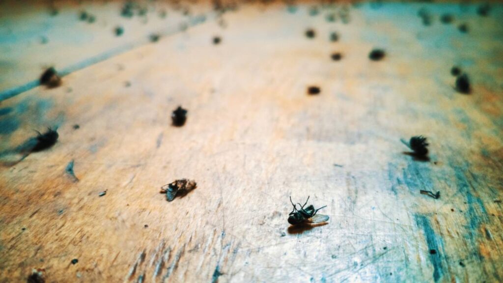 Isso acaba com moscas, pernilongos e mosquitos sem gastar 1 real dentro de casa