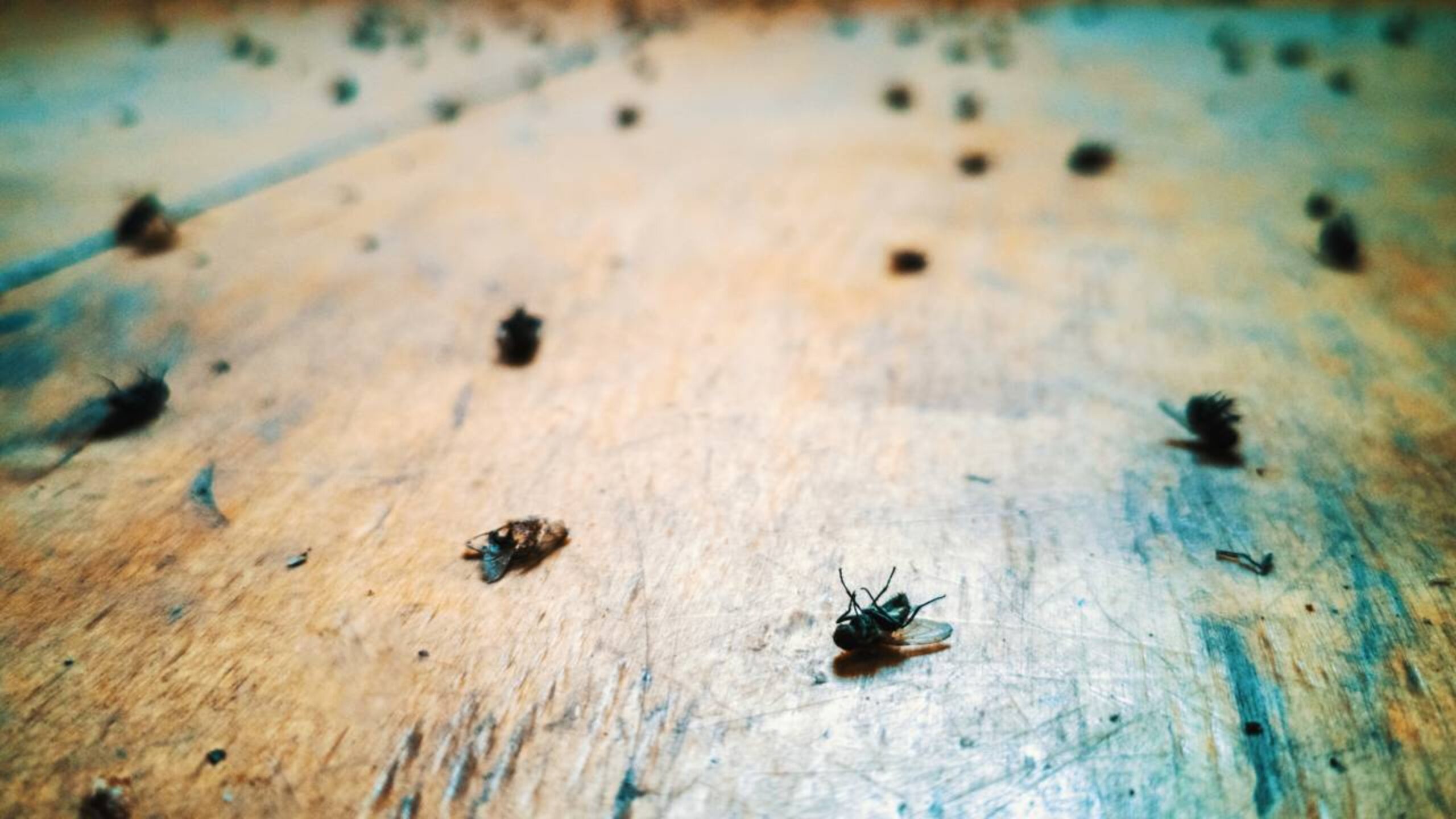 Isso acaba com moscas, pernilongos e mosquitos sem gastar 1 real dentro de casa