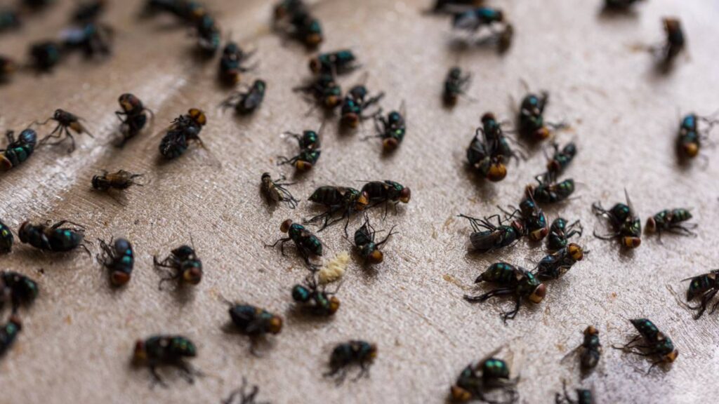Isso acaba com moscas, pernilongos e mosquitos sem gastar 1 real dentro de casa