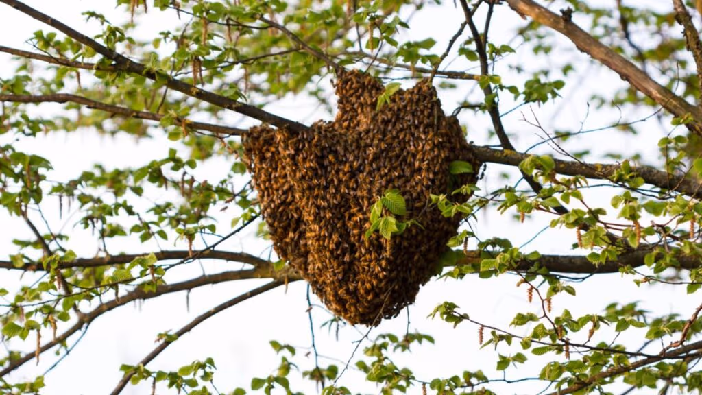 O trabalho mais perigoso da Terra expõe pessoas a riscos que poucos imaginam