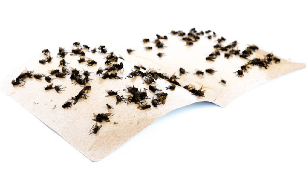 Como eliminar moscas definitivamente sem veneno usando um método simples e seguro para toda a casa