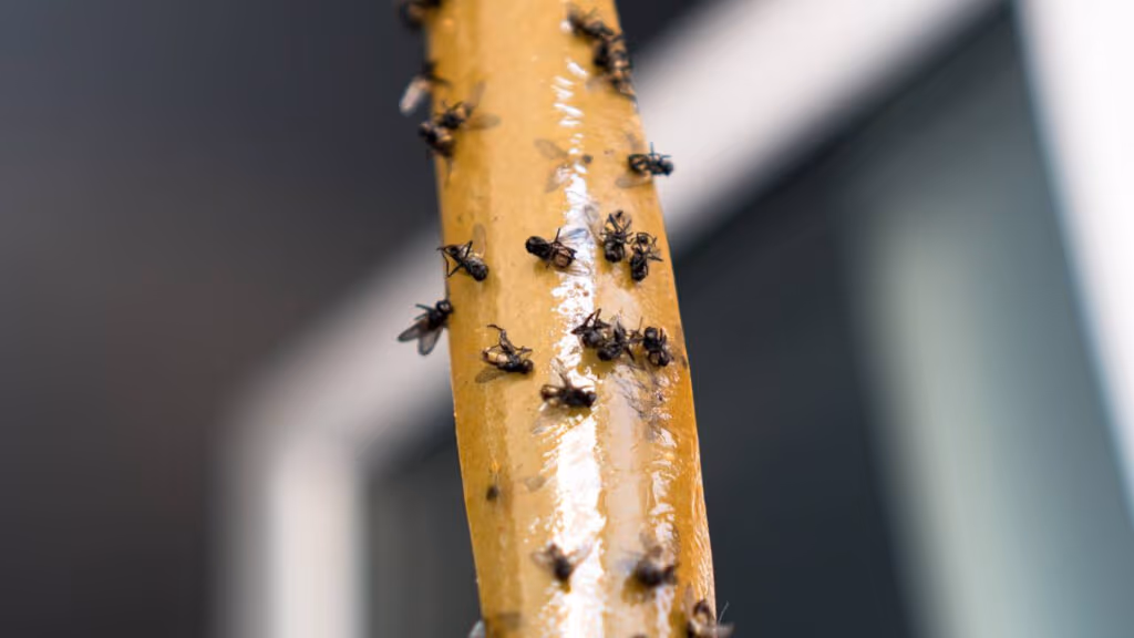 Como eliminar moscas definitivamente sem veneno usando um método simples e seguro para toda a casa