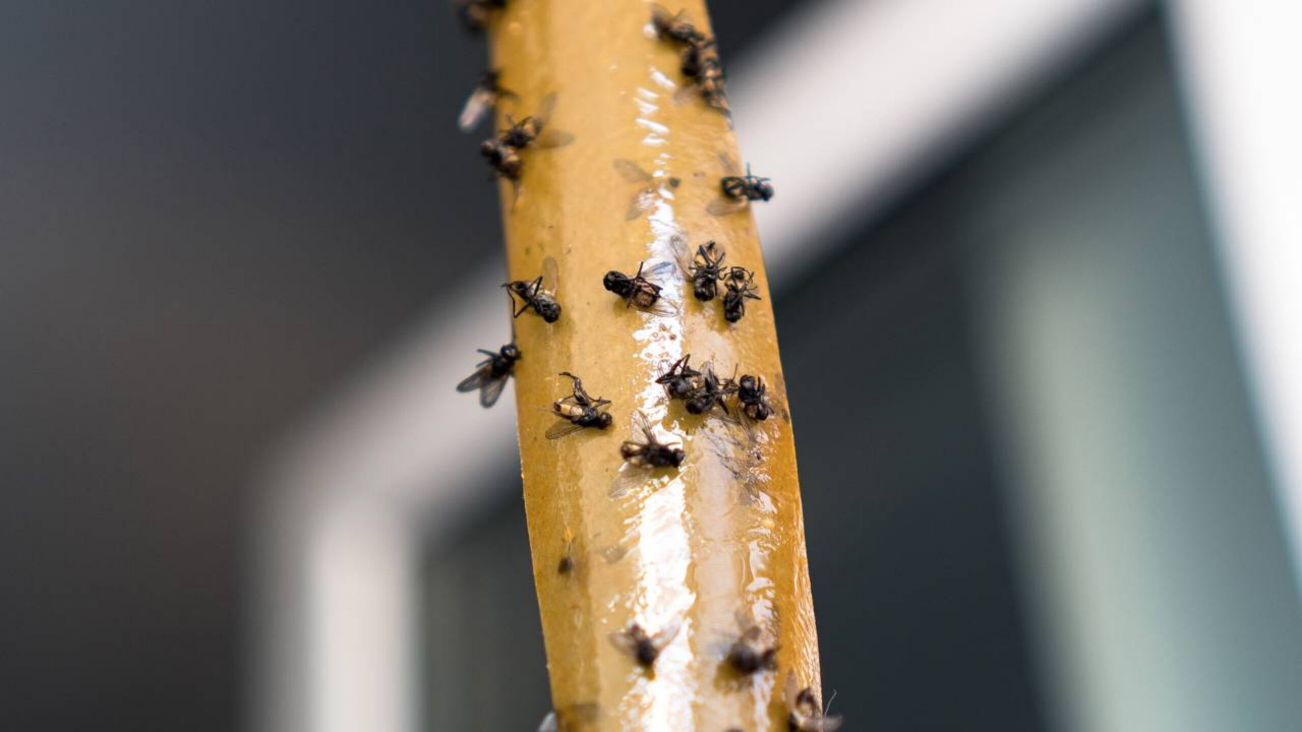 Como eliminar moscas definitivamente sem veneno usando um método simples e seguro para toda a casa