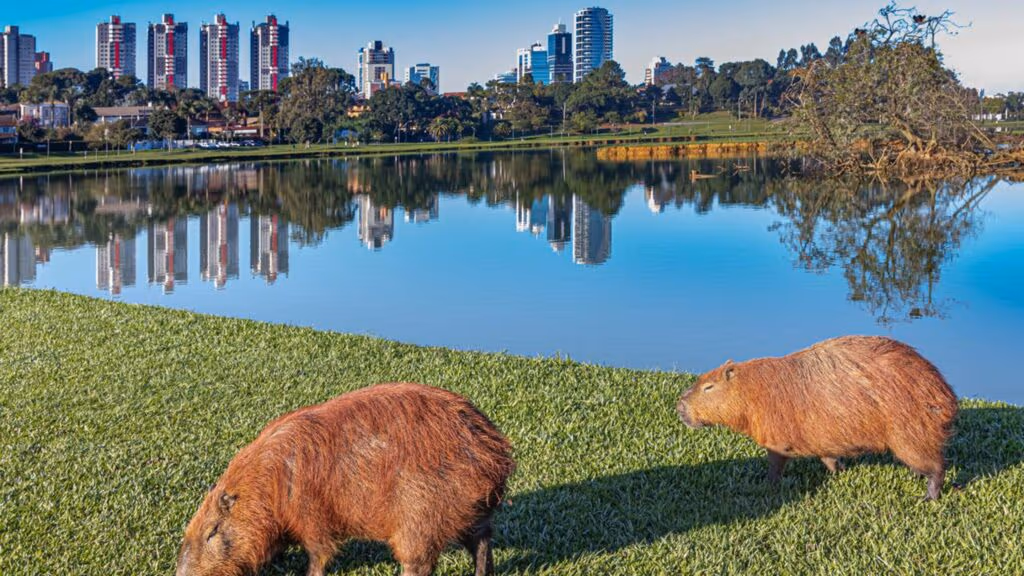 Essas são as 10 cidades mais felizes do mundo em 2025