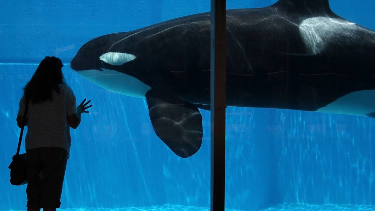 Por que as orcas não atacam seres humanos?