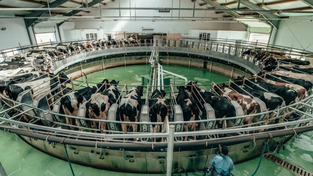 Como uma ordenha rotativa dobrou a produção de leite sem gastar mais terra